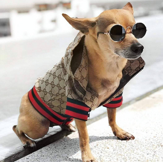 GG Fashionable Doggo Hooded Throwie Jacket
