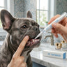 Dog Dental Pen Applicator