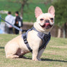 Mesh Dog Harness & Leash Set