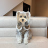 Monogram白Lace Collar Dressdress Dog
