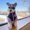 Plushjacket Dog