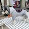 Graphic Sauce Pup Hoodie
