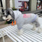 Stripe Iconic Pup Hoodie