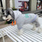Stripe Swag Pup Hoodie