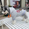 Graphic Smart Puppy Hoodie