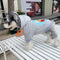 Graphic Flex Pup Hoodie
