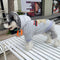 Cat Bold Pup Hoodie