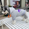 Letter Deluxe Pup Hoodie