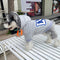 Letter Edge Pup Hoodie