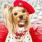 Velvet Rhinestone Dog Beret