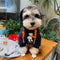 Bear Lit Pup Hoodie