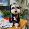 Cat Bold Pup Hoodie