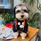 Cat Cozy Pup Hoodie