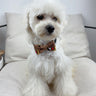 ✨ Doggy Lux Offbeat Tie