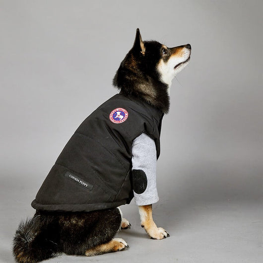 Black Puffer Jacket Dog Fresh Coat