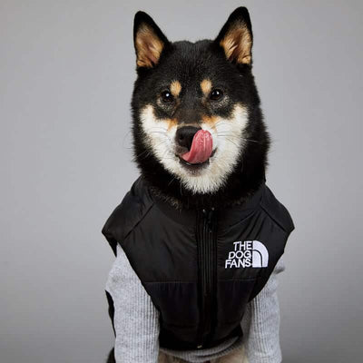 Black Puffer Jacket Dog Fresh Coat