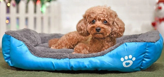 Calming Sleep Doggy Warped Bed