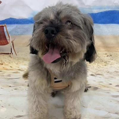 Trendy Dog Onyx Clothes