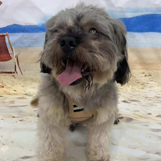 Trendy Dog Onyx Clothes