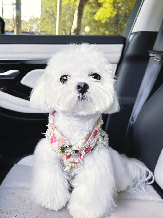 Gilet d'été à motif tête de chien