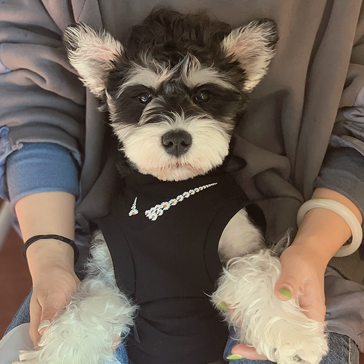 Jersey clásico para perros Legends n.° 23