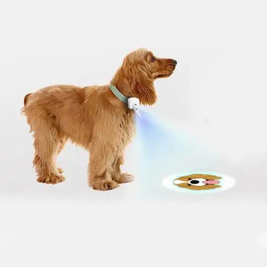 Pet Photos Guided Walk Social Light Banger Collar