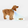 Pet Photos Guided Walk Social Light Banger Collar